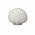 White Pearl Seashell
