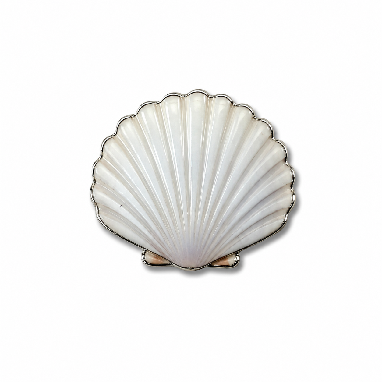 White Pearl Seashell